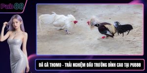 Đá gà Thomo
