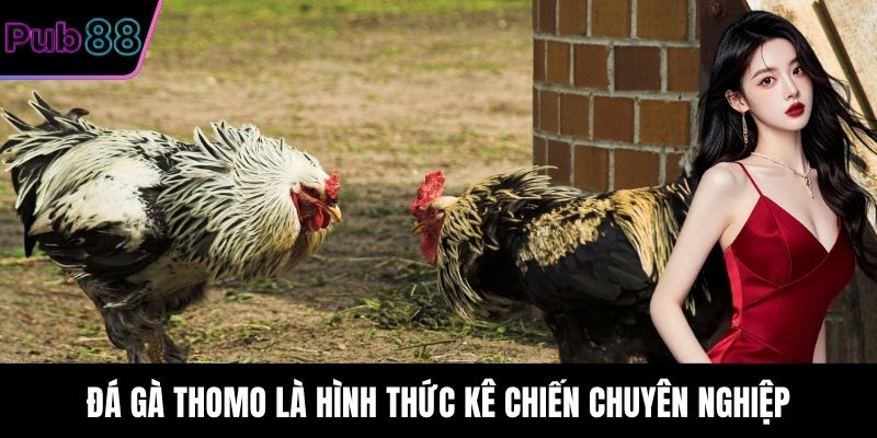 Đá Gà Thomo là hình thức kê chiến chuyên nghiệp