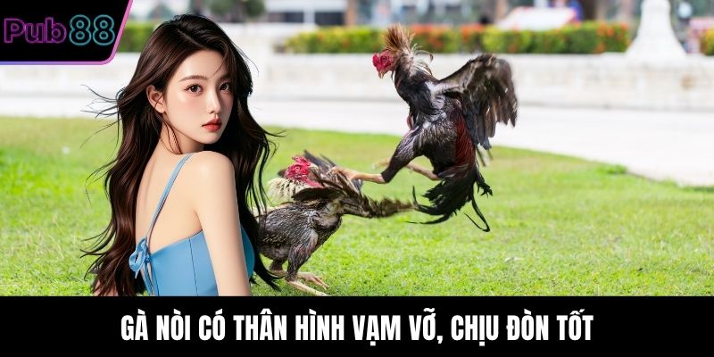 Gà nòi có thân hình vạm vỡ, chịu đòn tốt