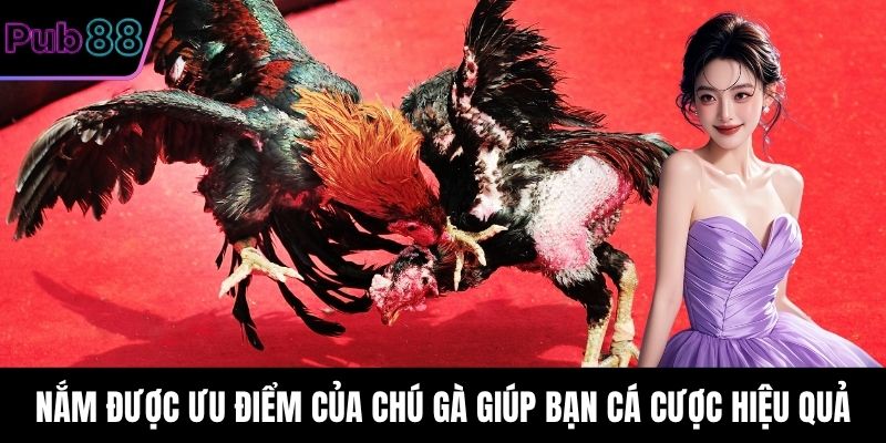 Nắm được ưu điểm của chú gà giúp bạn cá cược hiệu quả