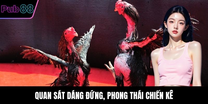 Quan sát dáng đứng, phong thái chiến kê